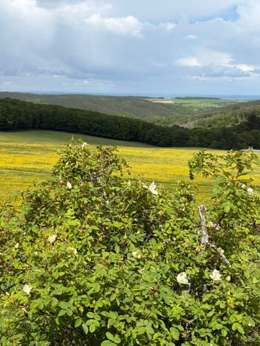 Durch das Herz des Nationalparks Eifel (Klosterrunde)
