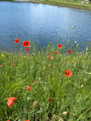 Um den Rursee