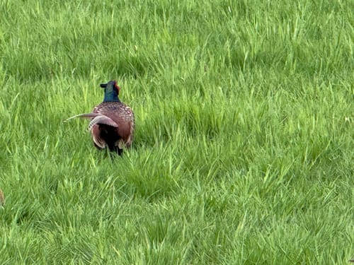 Hausrunde Dammsiel