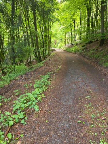 Geologischer Rundweg Düdinghausen (Premiumwanderweg)