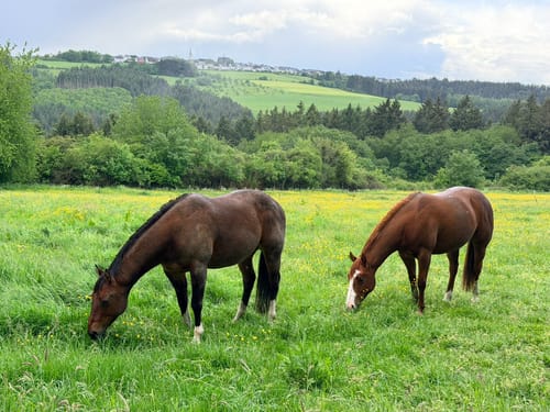 Wanderrundweg Fell - Besucherbergwerk Fell - Fellerhof - Fell (R13)
