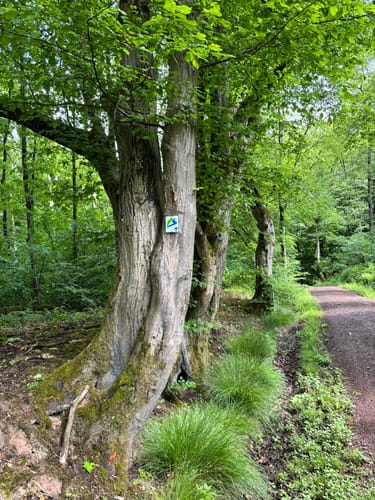 Frohn-Wald-Weg (Premiumwanderweg)