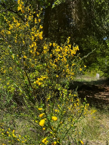 Braunsen Wanderweg B3