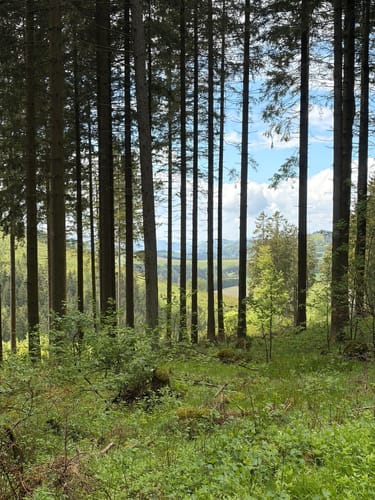 Rundweg Altastenberg: Kahler-Asten Weg As4