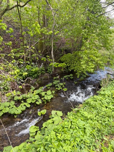 Kahler-Asten-Steig (Premiumwanderweg)