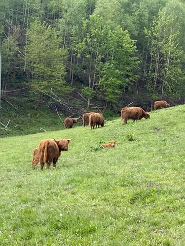 Kahler-Asten-Steig (Premiumwanderweg)