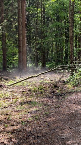 Heidschnuckenweg Etappe 2: Buchholz in der Nordheide - Handeloh