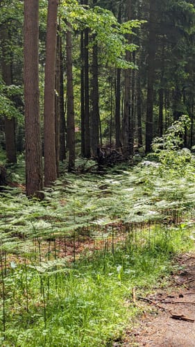 Heidschnuckenweg Etappe 2: Buchholz in der Nordheide - Handeloh