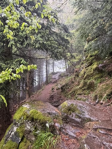 Glottertal - Gullerkopf - Gummenhütte