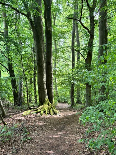 Waldzeit (Traumschleife)