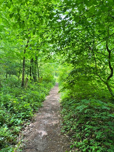 Waldzeit (Traumschleife)