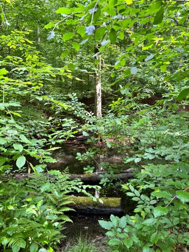 Waldzeit (Traumschleife)
