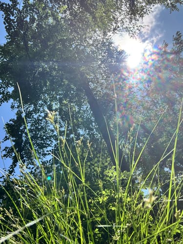 Waldzeit (Traumschleife)
