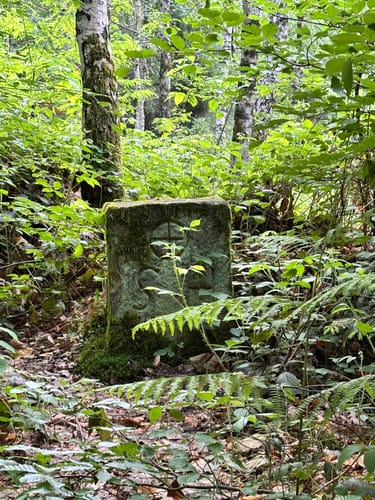 Waldzeit (Traumschleife)