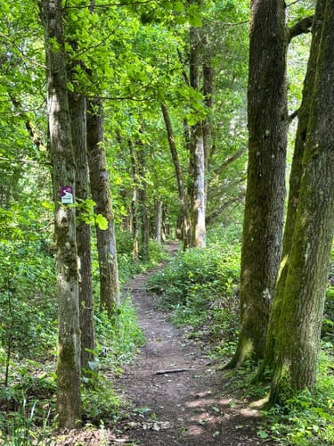 Waldzeit (Traumschleife)