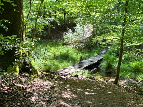 Waldzeit (Traumschleife)