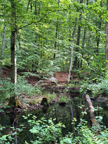 Waldzeit (Traumschleife)