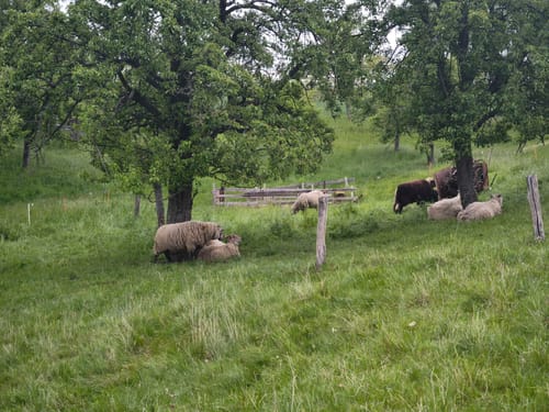 Niederschlottwitz Runde