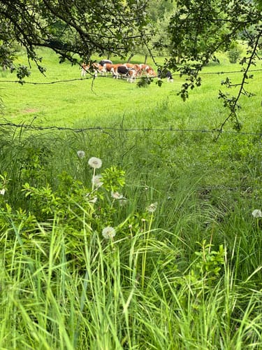 Rund um den Effelner Wald