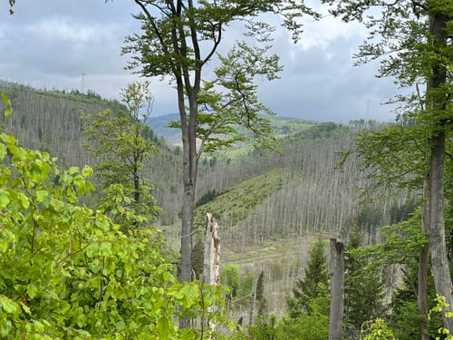 Braunlage - Schloßkopf - Silberteich