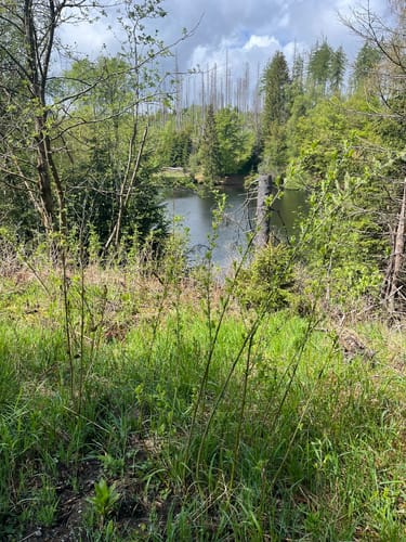 Braunlage - Schloßkopf - Silberteich