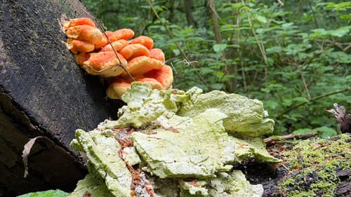 Um den Kleinen Berg ab Bad Laer