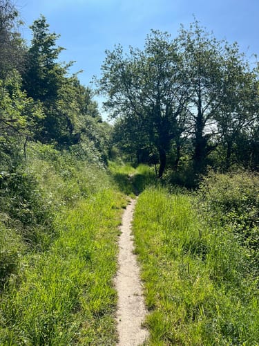 Ruine Scharfenstein und NSG Weihersberg bei Kiedrich ab Eltville