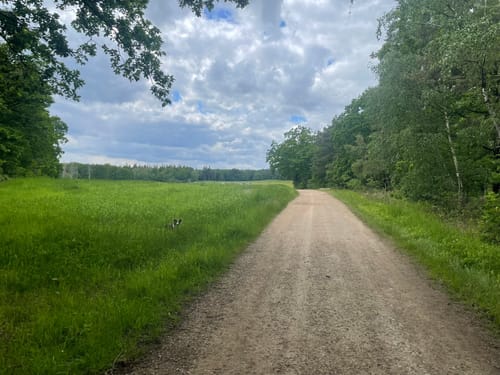 Dachsbusch Rundweg