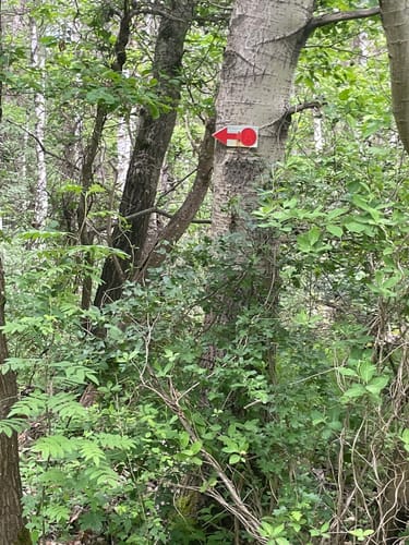 Dachsbusch Rundweg