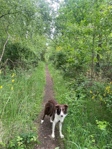 Dachsbusch Rundweg