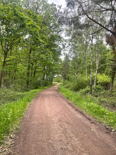Dachsbusch Rundweg