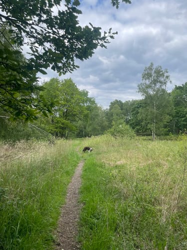 Dachsbusch Rundweg