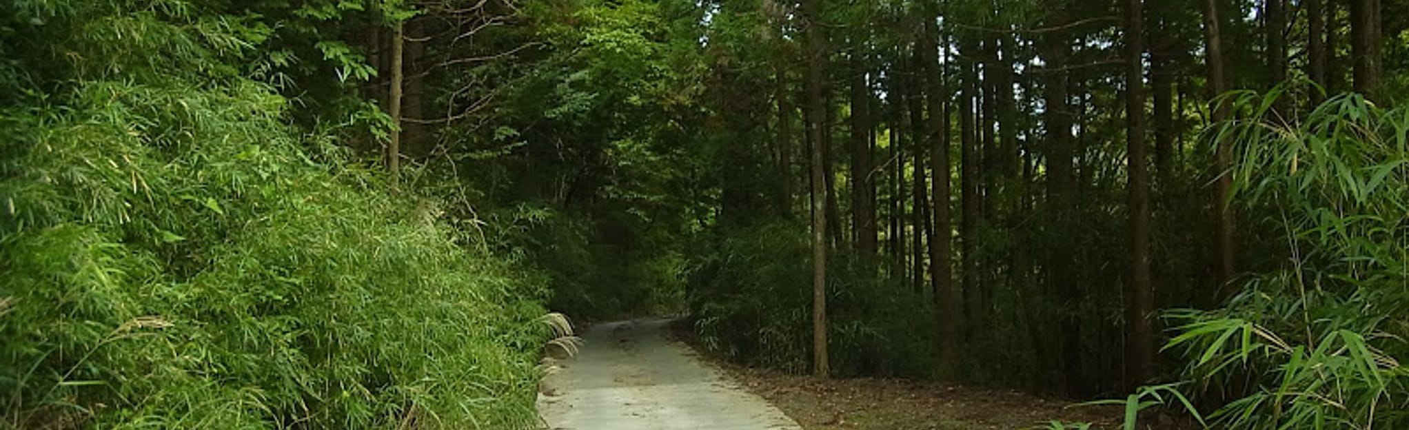 Mount Ashitaka Yama Jinja Shrine Loop, Shizuoka, Japan Map, Guide AllTrails