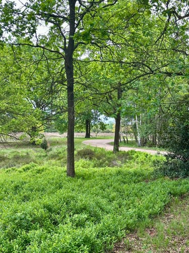 Schwalmbruch (Premiumwanderweg)