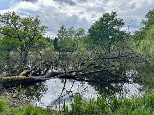 Schwalmbruch (Premiumwanderweg)