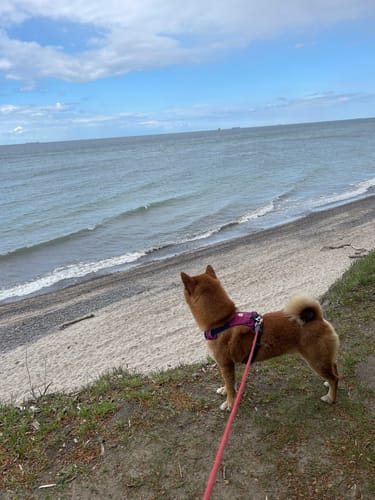 Von Bad Doberan um den Conventer See