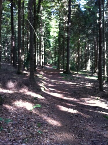 Viechtberger Rundweg (WW 4)