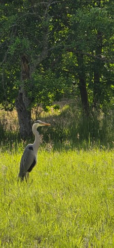 Von der Illenau über den Vogelsberg zum Schelzberg