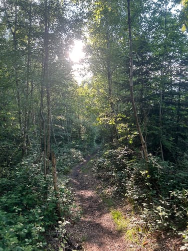 Natursteig Sieg - Etappe 7: Herchen - Schladern