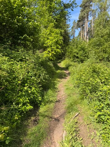 Unterjesinger Wengertwegle (Premiumspazierwanderweg)