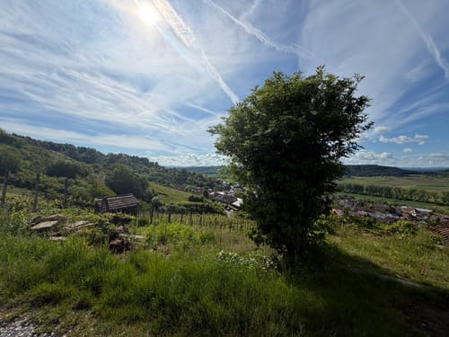 Unterjesinger Wengertwegle (Premiumspazierwanderweg)