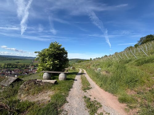 Unterjesinger Wengertwegle (Premiumspazierwanderweg)