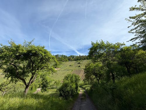 Unterjesinger Wengertwegle (Premiumspazierwanderweg)