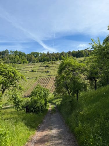 Unterjesinger Wengertwegle (Premiumspazierwanderweg)