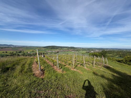Unterjesinger Wengertwegle (Premiumspazierwanderweg)