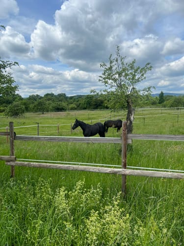 Bad Soden am Taunus: Alter Kurpark - Schmiebachtal - Wilhelmspark
