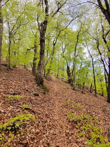 Falkensteiner Schlucht und Burg Falkenstein