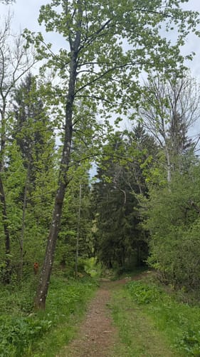Schönecker Schweiz Rundweg