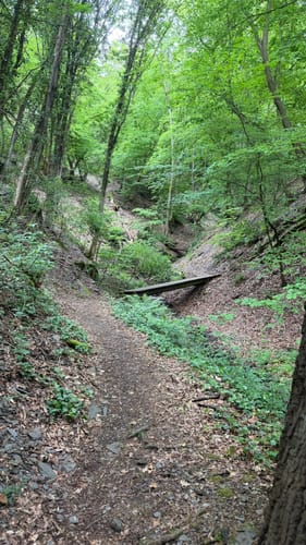 Premiumwanderpfad: Bergschluchtenpfad Ehrenburg