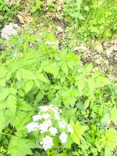 Obernautalsperre